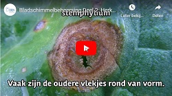 Video ‘Bladschimmelbeheersing Deel 2: Herkennen’