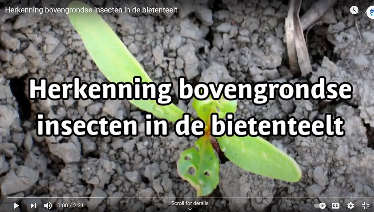 Video ‘Herkenning bovengrondse insecten in de bietenteelt’