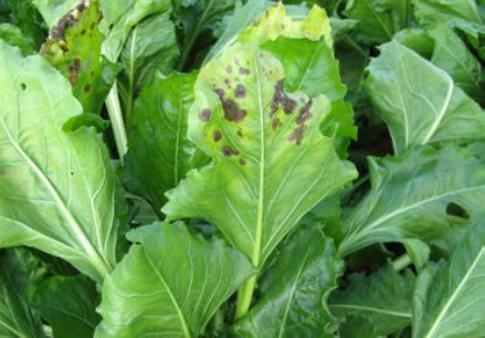 Afbeelding met groente, Bladgroente, plant, kruid Automatisch gegenereerde beschrijving