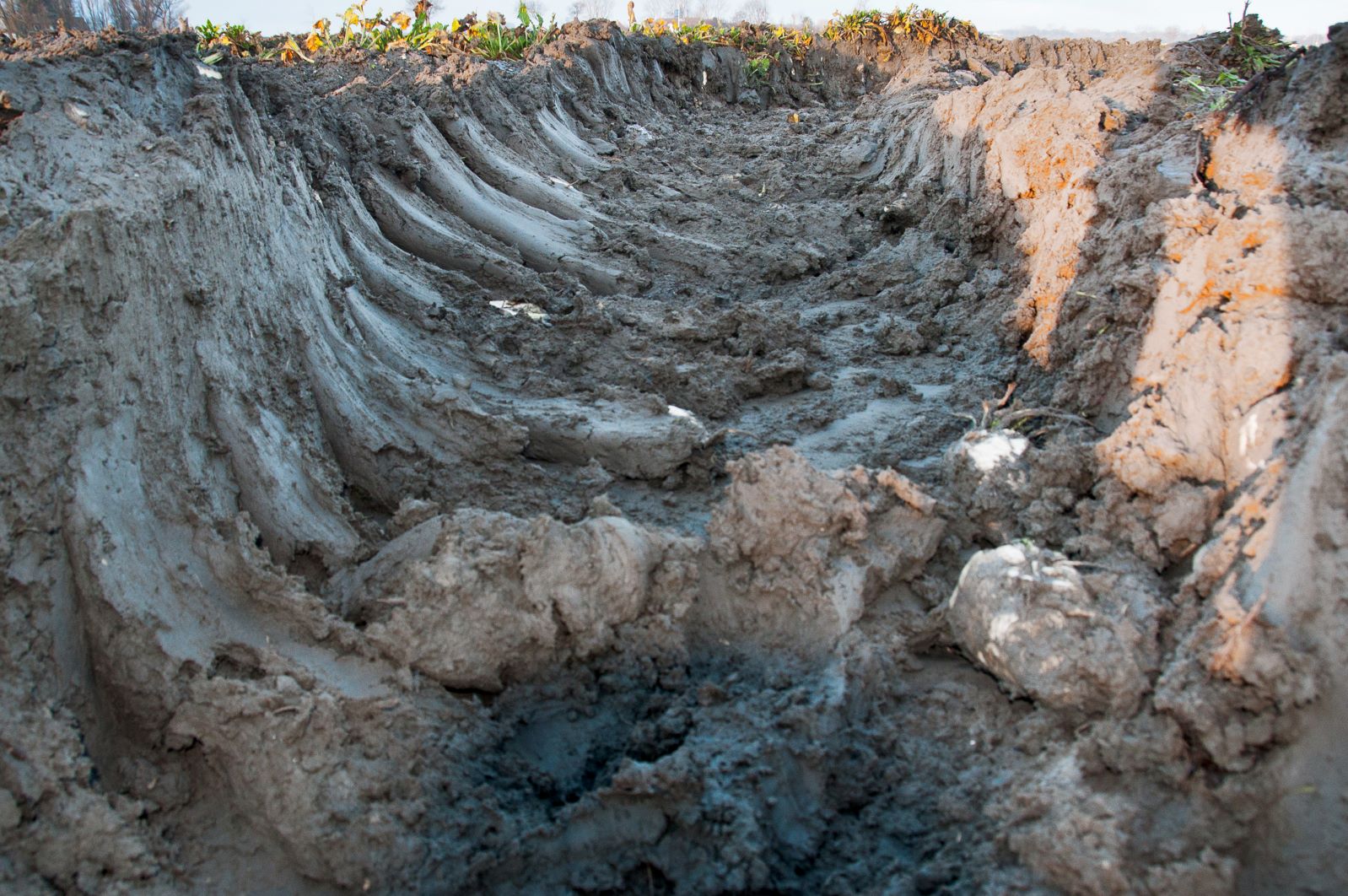 BO Akkerbouw: Vijf stappen voor herstel van de bodem