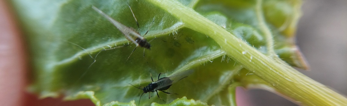 Effectiviteit van verschillende insecticiden ter bestrijding van groene perzikluis (<em>Myzus persicae</em>), zwarte bonenluis (<em>Aphis fabae</em>) en vergelingsvirus in suikerbieten in Nederland in 2023